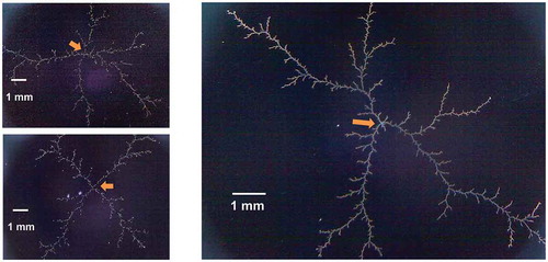 Figure 6. Examples of silver electrodeposits grown on a solid electrolyte film. The arrows indicate the position of the cathode (and the point of initiation) during growth