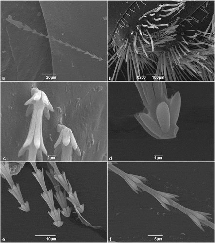 Figure 1. SEM micrographs of Trogoderma granarium hastisetae: (A) hastiseta, lateral view; (B) tufts of hastisetae on the seventh and eighth abdominal tergites of the larva; (C) detail of the insertion of the hastiseta on the larval integument; (D) detail of a detached hastiseta showing the breaking point on the pedicel; (E) group of detached hastisetae illustrating how the rupture of the hastiseta occurs exclusively at the level of the pedicel; (F) detail of the rosettes that constitute the shaft of the hastiseta.