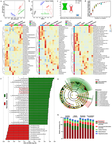 Figure 4. The composition of the gut microbiota at baseline can predict treatment responses in humanized mice with colitis. (a) Principal component analysis (PCA) score plot; (b) Non-metric multidimensional scaling plot; (c) analysis of similarities; (d) pan gene curve; (e) gut microbiota composition at phylum, genus, and species levels; (f,g) gut microbiota composition significantly varied at all levels between the groups in and out of remission; (H) functional enrichment of KEGG at level 1. (n = 3 in each group).