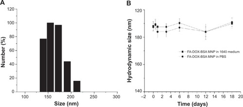 Figure 2 (A) Analysis of nanoparticle size and size distribution by dynamic light scattering. The main size distribution is 150 nm–172 nm. (B) Hydrodynamic size of FA-DOX-BSA MNP by dynamic light scattering in PBS or RPMI 1640 medium supplemented with 10% fetal bovine serum.Abbreviations: FA, folic acid; DOX, doxorubicin; BSA, bovine serum albumin; MNPs, magnetic nanoparticles; PBS, phosphate-buffered saline; RPMI, Roswell Park Memorial Institute.