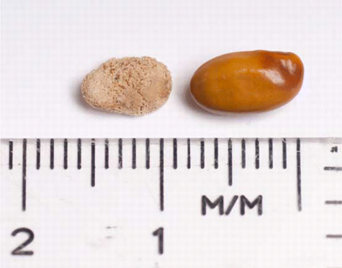 Figure 1  The seed found at Island Lake, Macquarie Island (left), compared with a fresh seed of Sophora microphylla.
