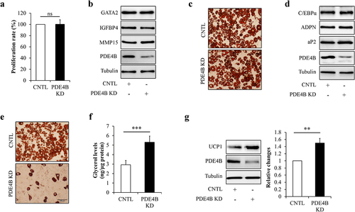 Figure 7. PDE4B depletion did not affect preadipocyte proliferation and differentiation, but promoted adipocyte lipolysis and white adipocyte browning. HPA-v cells were infected with lentiviruses carrying PDE4B shRAN to reduce PDE4B expression. Adipocyte differentiation was induced using a standard protocol. Oil red O staining and western blot were performed at day 7 of adipogenic differentiation. (a) Cell proliferation. (b) The protein levels of GATA2, IGFBP4, and MMP4 in PDE4B KD or control HPA-v cells. (c) Oil red O staining. (d) The protein levels of aP2 and ADPN in differentiated cells. To observe the potential effects of PDE4B on adipocyte lipolysis and white adipocyte browning, lentiviruses carrying PDE4B shRAN were used to knockdown PDE4B in mature adipocyte. (e) Oil red O staining. (f) Glycerol concentration in culture medium. (g) UCP1 protein levels. Data are presented as mean ± SD, n = 4; **p < 0.01, ***p < 0.001 vs indicated group. KD: knockdown; aP2: adipocyte protein 2; ADPN: adiponectin; CNTL: control, ns: no significant.