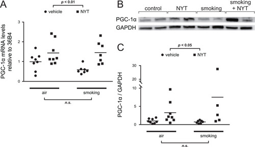 Figure 4 PGC-1α expression in the muscle homogenate.