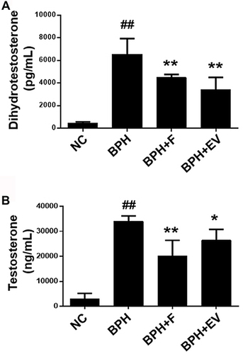 Figure 2 Effect of EV extracts on DHT and testosterone levels in a rat model of testosterone-induced benign prostatic hyperplasia (BPH). The levels of (A) DHT and (B) testosterone in serum (B). NC, corn oil-injected and PBS-treated rats; BPH, testosterone (3 mg kg−1)-injected and PBS-treated rats; BPH + F, testosterone-injected and finasteride (10 mg kg−1)-treated rats; BPH + EV, testosterone (3 mg kg−1)-injected and EV (150 mg kg−1)-treated rats. Data are expressed as the mean ± SD. ##p <0.01 compared with the NC group; *p <0.05 and **p <0.01 compared with the BPH group.