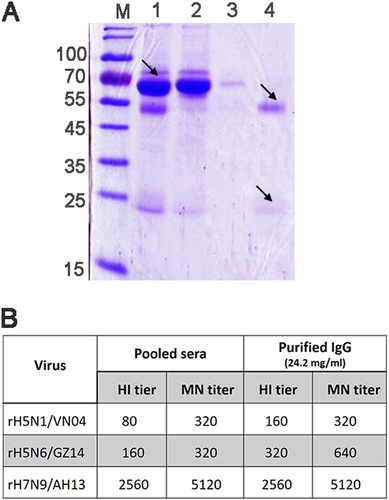 Fig. 4 Coomassie Blue staining after SDS-PAGE and the antibody titer of immunized rhesus macaque sera and purified IgG.a Coomassie Blue staining after SDS-PAGE of macaque serum and purified IgG. M molecular weight markers (kDa). Lane 1: pooled hyperimmune rhesus macaque serum (diluted 500-fold). The filtered start serum mainly contains albumin (arrow). Lane 2: the flow through pool and unbound material (diluted 50-fold). Albumin and other proteins were removed and could be observed in the flow through pool. Lane 3: the effluent and column wash. Lane 4: the eluted and purified IgG (diluted 1000-fold). The IgG heavy chain (~50 kDa) and light chain (~25 kDa) (arrows) could be observed in the pooled elution buffer without albumin and other proteins. b HI and the MN neutralizing antibody titer of the pooled hyperimmune sera and the purified polyclonal IgG antibody. Three recombinant viruses, rH5N1/VN04, rH5N6/GZ14, and rH7N9/AH13, were used to immunize the rhesus macaques. HI titers are presented as the reciprocal value of the highest serum dilution that inhibited hemagglutination. MN titers are presented as the reciprocal value of the highest serum dilution that conferred 50% neutralization of 100 TCID50 of the virus