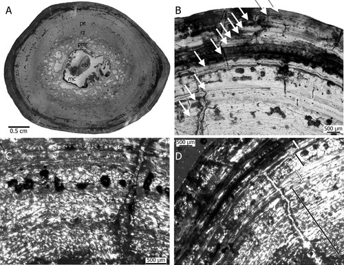 FIGURE 10. Bone histology of the right humerus NHMD-916843. A, cross section in normal light. Note the large perimedullary region and the compact cortex; B, annual growth cycle in the periosteal cortex marked by arrows in normal light; C, enlargement of the inner periosteal cortex displaying poorly organized parallel-fibred tissue in the inner and higher organized parallel-fibred tissue in the outer cortex in polarized light; D, enlargement of the outer cortex in polarized light. Black lines indicate zones and white lines annuli. Abbreviations: eb, endosteal bone; mc, medullary cavity; pc, primary cortex; pmr, perimedullary region, rz, remodeling zone.