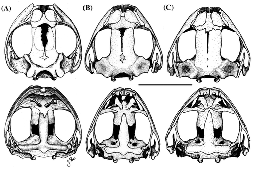 Figura 19. Vista dorsal y ventral del cráneo. (A) Pristimantis saturninoi DHMECN 12249, macho adulto; (B) P. orestes (redibujado de Lynch, 1979) y (C) P. vidua (redibujado de Lynch, 1979). Barra = 5 mm.