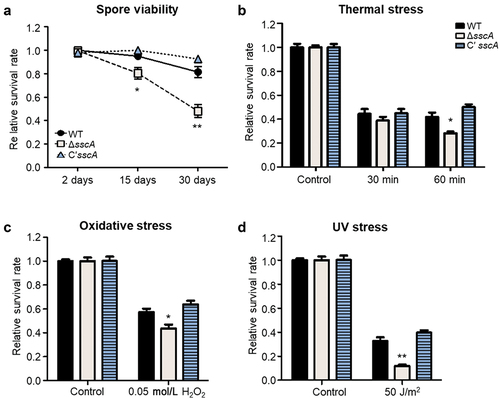 Figure 3. Roles of SscA in Aspergillus fumigatus conidia. (a) The relative survival rates of WT, ΔsscA and Cʹ sscA conidia grown for 2-, 15-, or 30-days (**p < 0.01, *p < 0.05). (b–d) The relative conidial survival rates of the designated strains treated with thermal stress (55 °C) for 30 or 60 min (b), oxidative stress (0.05 mol/L H2O2) for 30 min (c), or UV stress (50 J/m2) (d); error bars indicate the standard error of the mean in three biological replicates (**p < 0.01, *p < 0.05).