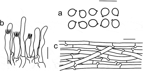Figure 10. Microscopic features of Tricholomopsis glabra (type, HKAS 129332). (a) Hymenium; (b) Basidiospores; (c) Pileipellis. Bars: a – b = 10 μm; c = 20 μm.
