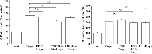 Figure 3. A: Anti-apoptotic effect of EPO/HDL treatment. Induction of apoptosis of HEL cells by etoposide was performed as described in the Material and methods section. The percentage of apoptotic cells was measured by the propidium iodide (PI) method. Positive cells in every 10,000 cell-count within each assay were detected as apoptotic cells. Each data point shows the mean and SEM (n = 3) of separate experiments. The asterisk denotes a significant difference (P < 0.05) (NS = no significant difference; cont = HEL cells without treatment; Etopo = HEL cells were treated with 100 μM etoposide; EPO/Etopo = etoposide 100 μM + EPO treatment; EPO/HDL-24/Etopo = etoposide 100 μM + EPO treatment + HDL treatment; HDL-24 h/Etopo = etoposide 100 μM + HDL treatment). B: Anti-apoptotic effect of EPO/LDL treatment. Induction of apoptosis of HEL cells by etoposide was performed as described in the Material and methods section. After HEL cells were incubated with or without 1 U/mL EPO for 24 h the cells were exposed with 200 μg/mL or 400 μg/mL LDL for 12 hbefore induction of apoptosis. The percentage of apoptotic cells was measured by the propidium iodide (PI) method. Positive cells in every 10,000 cell-count within each assay were detected as apoptotic cells. Each data point shows the mean and SEM (n = 3) of separate experiments (NS = no significant difference; cont = HEL cells with no treatment; Etopo = HEL cells were treated with 100 μM etoposide; EPO/Etopo = etoposide 100 μM + EPO 1 U/mL treatment; EPO/LDL/Etopo = etoposide 100 μM + EPO 1 U/mL treatment + LDL 200 μg/mL treatment; LDL/Etopo = etoposide 100 μM + LDL 200 μg/mL treatment).