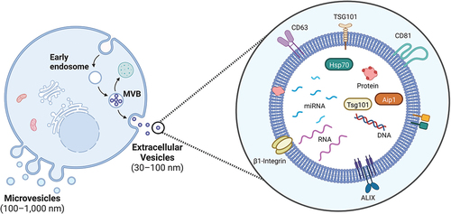 Figure 1. A schematic overview of an extracellular vesicle (EV), demonstrating a typical lipid bilayer vesicle with some examples of associated transmembrane proteins, receptors, and associated cargo including miRNAs. (created with BioRender).
