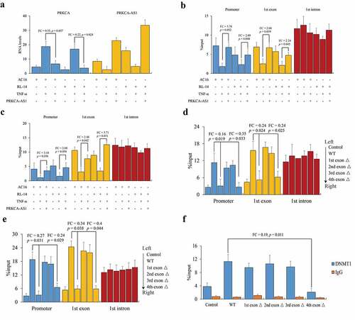 Figure 4. The role of PRKCA-AS1 in regulating PRKCA expression in RHD. (a) the RNA levels of PRKCA-AS1 in TNF-α-induced AC16 and RL-14 cells. (b) DNA methylation and (c) DNMT1 occupancy on 5ʹ terminal of PRKCA (promoter, first exon and first intron) in TNF-α-induced AC16 and RL-14 cells. (d) DNMT1 occupancy and (e) DNA methylation on 5ʹ terminal of PRKCA (promoter, first exon and first intron) in TNF-α-induced AC16 and RL-14 cells treated with different truncations of exogenous PRKCA-AS1. (f) interaction between DNMT1 and different fragments of PRKCA-AS1 by RIP-qPCR assay. the given data from triplicate experiments was processed as mean ± standard error and compared by student’s t-test. ‘FC’: fold change; ‘Δ’: deletion