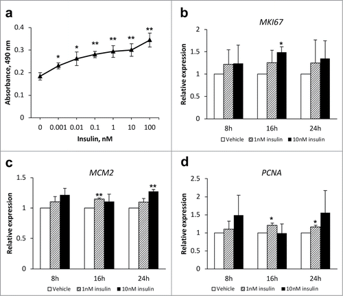 Figure 1. Insulin increases proliferation of HepG2 cells. (A) Concentration-dependent effects of insulin on the HepG2 proliferation. Cells were treated with vehicle or various concentration of insulin for 24 h. Cell proliferation was measured using CellTiter 96® AQueous One Solution Cell Proliferation Assay. (B-D) HepG2 cells were treated with vehicle (white bars), 1 nM insulin (striped bars) or 10 nM insulin (black bars) for 8h, 16h or 24 h. Expression of mRNA of proliferative markers MKI67 (B), MCM2 (C), and PCNA (D) was measured using qRT-PCR and normalized to the expression of the housekeeper gene HPRT1. Data: mean ± SD; *P < 0.05, **p < 0.01 vs. vehicle in 2-tail Student's t-test.