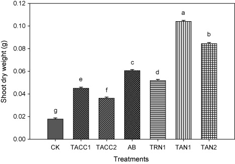 Figure 6. Comparative effectiveness of ACC-deaminase and/or nitrogen-fixing rhizobacteria on shoot dry weight of tomato. Different letters (a–g) on bars indicate significant differences of mean values for shoot fresh weight. Bars represent standard errors.CK, control; AB, Azotobacter