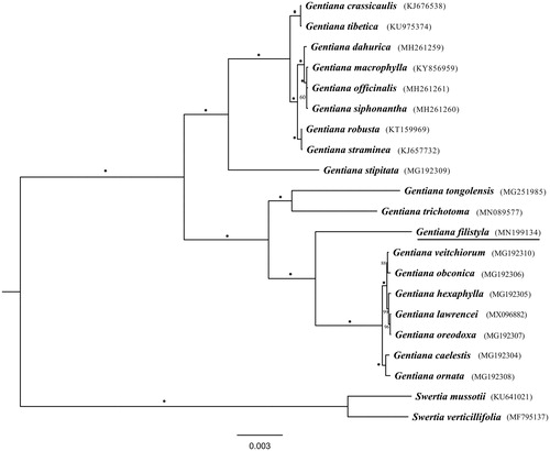 Figure 1. Phylogenetic tree based on protein-coding genes of Gentiana plastomes. The asterisks along the branches mean 100% bootstrap supports based on 1000 replicates. The underline located in species name indicates newly determined plastid genome.