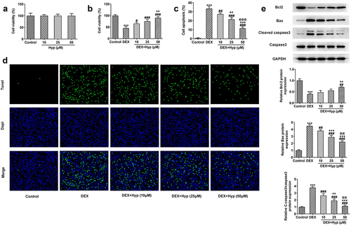 Figure 1. Hyp improves cell viability and inhibits apoptosis in DEX-induced MC3T3-E1 osteoblasts.A, MC3T3-E1 cells were administrated with different concentrations of Hyp for 24 h or not, and then cell viability was appraised by CCK-8. B-E, MC3T3-E1 cells were treated with control medium or 1 μM DEX, or DEX plus different concentrations of Hyp for 24 h, and then (B) cell viability was assessed by CCK-8; (C-D) cell apoptosis was observed by Tunel (x200); (E) western blot tested the protein levels of Bcl2, Bax and cleaved caspase 3/caspase 3. ***P < 0.001 vs control; #P < 0.05, ##P < 0.01 and ###P < 0.001 vs DEX. ++P < 0.01 and +++P < 0.001 vs DEX+Hyp (10 μM). @@P < 0.01 and @@@P < 0.001 vs DEX+Hyp (25 μM).