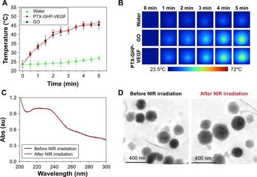 Figure 4 Photothermal effect and thermal stability.Notes: (A, B) Photothermal heating curves and the corresponding thermal images of water, GO, and PTX-GHP-VEGF solution at the same concentrations of GO under 808-nm laser irradiation (1 W/cm2). (C) UV–vis absorption spectra of PTX-GHP-VEGF solution before and after irradiations of 808-nm laser for 5 minutes, and (D) their corresponding TEM images.Abbreviations: PTX, paclitaxel; GO, graphene oxide; VEGF, vascular endothelial growth factor; TEM, transmission electron microscopy; NIR, near infrared; Abs, absorbance; UV, ultraviolet; vis, visible; GHP, GO-HSA-PEG.