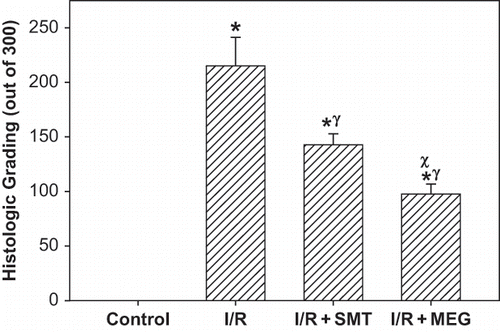 Figure 5. Effect of renal ischemia reperfusion (I/R), SMT, and MEG on the total renal histological injury score. All values expressed as mean SEM. *statistically significant from control (p <0.05), γ = statistically significant from I/R group (p <0.05), χ = statistically significant from I/R+SMT (p <0.05).