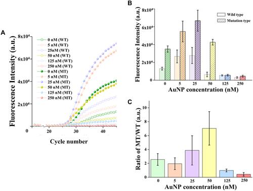 Figure 2 Effect of different AuNP concentrations on amplification signals. (A) The amplification curves of Taqman-MGB qPCR and nanoPCR with different AuNPs concentrations. The hollow square represents the amplification curve of wild-type templates, and the solid circle represents the amplification curve of mutant templates. (B) Comparison of the amplification single of WT and MT templates when different AuNPs concentrations are doped in Taqman-MGB nanoPCR. Mean fluorescence intensity and standard deviation are obtained at 45 cycle number with three replicate experiments. (C) Quantification of signal-to-noise of Taqman-MGB nanoPCR with different AuNP concentrations by calculating the amplification signal ratio of MT and WT templates.