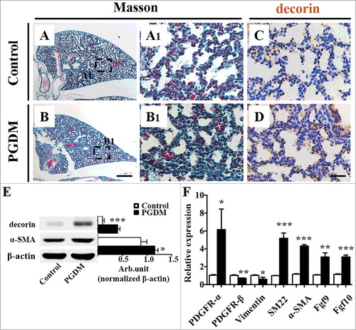 Figure 3. Assessment of mouse pulmonary fibrous tissue proliferation in the presence of high levels of glucose. A-B: Masson staining was performed on the transverse sections of embryonic (E18.5) mouse lungs from the control (A) and PGDM (B) groups. A1-B1: The high-magnification images were taken from the sites indicated by dotted squares in A-B, respectively. C-D: Decorin immunohistochemistry was performed on the transverse sections of embryonic (E18.5) mouse lungs from the control (C) and PGDM (D) groups. All of the sections were counterstained with haematoxylin. E: The Western blotting data show the protein expression levels of decorin and α-SMA from the lung tissues of control and PGDM mice at E18.5 embryonic days. F: The qPCR data show the expression levels of PDGFR-α, PDGFR-β, vimentin, SM22, α-SMA, FGF9 and FGF10 in E18.5 mouse lung tissues from the control and PGDM groups. Scale bars = 300 μm in A-B and 30 µm in A1-B1, C-D. *P < 0.05, **P<0.01, ***P<0.001.