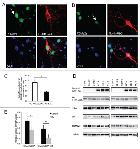 Figure 5. Symmetric arginine dimethylation of histones is attenuated by mutant Htt in primary neurons and is impaired in HD brain. (A, B) Primary mouse cortical neurons were transfected at 5 DIV with normal (A) or mutant (B) full-length Htt expression constructs. Representative images of confocal immunofluorescence detection of Htt with 2166 monoclonal antibody (in red, Alexa Fluor 555) and of sDMA modification of H2A and H4 with R3Me2s modification-specific antibody (in green, Alexa Fluor 488) are shown. Transfected cells are indicated with white arrows The nuclear staining (DAPI) is shown in blue. (C) Quantification of H4R3me2s staining in transfected cells presented as a ratio of mean intensity of the staining in transfected and non-transfected cells. 100 transfected cells were analyzed for each condition in 3 experiments. (#n = 3, p = 0.004). (D) Total cell homogenates from frozen human front superior cortex of 6 normal controls and 6 HD cases were analyzed by Western blotting using the following antibodies: MW1 for detection of expanded Htt; 2166 MAB for detection of normal and expanded Htt; histone-specific antibodies for detection of histones H2A and H4; modification-specific antibody R3Me2s for detection of sDMA on R3 of histones H2A and H4; β-tubulin as a loading control. Representative blots are shown. (E) Quantification of the levels of R3Me2s modification on histones H2A and H4 presented as a ratio of R3Me2s signal intensity to total levels of histones based on Western blot repeated 3 times (#n = 3, p = 0.045; ## n = 3, p = 0.045).