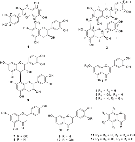 Figure 1.  Structures of compounds 1–12 from Rhopalocnemis phalloides.