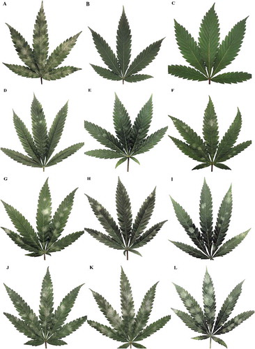 Fig. 8 A representation of the comparative efficacy of 11 treatments at managing powdery mildew development on leaves of cannabis strain ‘Copenhagen Kush’. (a) Untreated control. (b) CleanLight Pro Unit. (c) Luna SC Privilege 500. (d) Regalia Maxx. (e) MilStop. (f) Neem oil. (g) Stargus. (h) Rhapsody ASO. (i) ZeroTol. (j) Silamol. (k) Boric acid. (l) Actinovate. Representative leaves were sampled from plants in each of the treatments and photographed to show the differences in product efficacy
