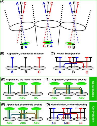Figure 3. Intermediate solutions suggest an evolutionary path from apposition to neural superposition. (A) Principle optics for differently sized open and fused rhabdoms. Note that these optics are based on an ideal apposition eye (as shown in Figure 2) in which the central disc represents the maximal sized rhabdom (blue for A, black for B, and red for C). The green disc denotes an enlarged (fused) rhabdom area that leads to increased sensitivity and a loss of resolution, as shown in Figure 2. The green disc also marks the area in which separate rhabdomeres in an open rhabdom are positioned (small red, black and blue discs). (B–G) Different wiring diagrams underneath the optics shown in (A). (B) In an idealized apposition eye, small fused rhabdoms receive input from fields of view with little or no overlap (small blue, black, and red discs) and this information is mapped via single retinula cell axon bundles to neighboring cartridges in the lamina. This type of apposition eye is considered ancestral (CitationNilsson, 1989) and most commonly found in diurnal insects. (C) Neural superposition is based on an open rhabdom in which separate rhabdomeres utilizes additional space around the small rhabdom of an equivalent apposition eye (red, black, and blue discs) and are wired according to their input without loss of resolution. (D) An increase in rhabdom size (green discs) leads to increased fields of view and a corresponding loss of resolution. Note that each of the axons of different retinula cells in the case of an enlarged fused rhabdom represents input from all overlapping fields of view seen by the big rhabdom. All axons under the big fused rhabdoms (green) are therefore colored in a green hue. (E) Insects with increased rhabdom size typically exhibit neural pooling in the lamina to further increase sensitivity. This arrangement is, for example, observed in the scorpionfly Panorpa, which is considered to represent an ancestral type of the true flies (Diptera) (CitationKristensen, 1981; CitationMelzer et al., 1997). Note that symmetric neural pooling across all direct neighbors will actually lead to a further loss of resolution compared with the same-sized rhabdom apposition eye shown in (D). (F) similar to (E), but with asymmetric pooling such that cartridges receive preferential input from ommatidia on one side. In this hypothetical arrangement, cartridges still receive input from the same ommatidia with fused rhabdoms, but the input may be weighted differently compared with symmetric pooling such that less input is pooled from ommatidia peripheral to the central field of view. A representative of this arrangement may be the nocturnal bee Megalopta genalis, which exhibits increased rhabdom size and in at least one documented case asymmetric pooling of a retinula cell axon (CitationGreiner et al., 2004, Citation2004). (G) Asymmetric pooling can be perfectly matched to different input channels, which requires the separation of the light-sensitive rhabdomeres (red, black, and blue discs). Compared with the large fused rhabdom in (E), this arrangement represents a substantial gain of resolution with only minor loss of sensitivity (due to the inter-rhabdomere space). A large variety of types of asymmetric pooling in conjunction with partially or completely open rhabdoms characterize numerous species of the polyphyletic suborder Nematocera (CitationLand & Horwood, 2005; CitationMelzer et al., 1997), as further discussed in the text and shown in Figure 5. Neural superposition can be interpreted as an extreme case of asymmetric pooling, where only a single axon input remains that projects to the particular cartridge collecting input from the same field of view (CitationMelzer et al., 1997; CitationNilsson & Ro, 1994).