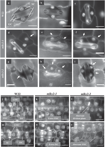 Figure 6. MLKS2 is required for normal stomatal complex development.Mature stomatal complex in DAPI stained leaf from wild-type W22 (a-c), mlks2-1 (d-f) or mlks2-2 (g-i) plants. For comparison, a typical stomatal complex has bilateral symmetry with two elongated central dumbbell-shaped guard cells (GC) flanked by two outer subsidiary cells (SC). In the mlks2-1 d-f) or mlks2-2 g-i) mutants, subsidiary cells appear abnormal (arrows) in their number, shape, or nuclear position relative to the guard cells. j-l) Representative images from early stages of stomatal development where subsidiary mother cells (SMC) are polarizing, with nuclei migrating towards the guard mother cells (GMC). Interstomatal cells (ISC) are annotated for W22. m-o) Representative images of developing stomatal complex after SMC polarization. Boundaries of abnormally shaped cells or cells with abnormal nuclear positioning are marked with dotted lines. Scale bars denote 15 µm.