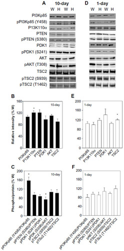 Figure 2 Protein and phosphorylation levels of PI3K-PDK1-AKT signaling.