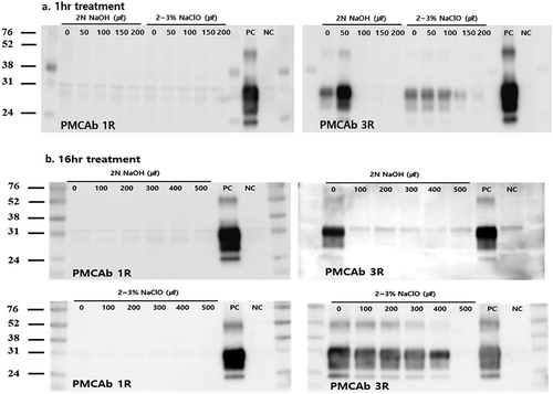 Figure 1. In vitro amplification of PrPCWD in disinfectants-treated soil assessed by PMCAb. Different amounts of the recommended disinfectant concentrations (2 N NaOH, 2% NaClO) were treated to the soil for 1 and 16 h. (A) Western blot analysis after 1-h treatment. After three rounds of amplification, no signals were observed in the 100–200 μL 2 N NaOH-treated soils. In 2% NaClO-treated soils, PrPCWD signals were detected for all amounts (50–200 μL). (B) Western blot analysis after 16-h treatment. After three rounds of amplification, no signals were observed in the 2 N NaOH-treated soils. PrPCWD signals were not detected for only the 500 μL 2% NaClO-treated soils. Molecular mass standards (kDa) are indicated on the left. PC: positive control, 0.01% CWD infected elk brain homogenate; NC: negative control, 0.01% normal elk brain homogenate.