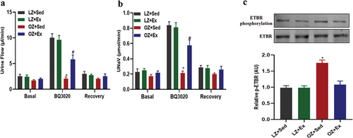 Figure 4. Effect of exercise training on ETBR-mediated diuresis and natriuresis in obese Zucker rats. Lean and obese Zucker rats were exercised or placed on a nonmoving treadmill for 8 weeks. Urine flow (a) and urinary sodium excretion (UNaV) (b) were recorded during the vehicle or BQ3020 (1 μg/kg/min) infusion via the jugular vein of rats. *p < .05 vs lean rats within the same treatment and *p < .05 vs obese rats within the same treatment using one-way ANOVA followed by Newman-keuls post hoc test. (c) Renal cortical ETBR phosphorylation determined by coimmunoprecipitation with immunoblotting. Data were expressed as the means ± SD (n = 6/group). *p <.05 vs others. LZ+Sed, lean Zucker+Sedentary; LZ+Ex, lean Zucker+Exercise; OZ+Sed, obese Zucker+Sedentary; OZ+Ex, obese Zucker+Exercise.