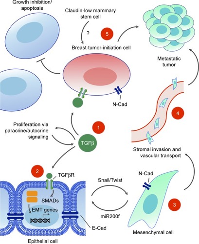 Figure 7 TGFβ signaling in breast cancer progression