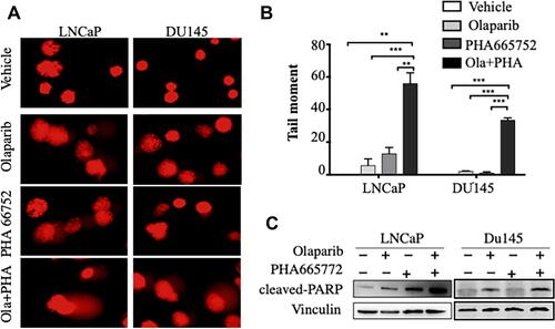 Figure 3 Combined treatment with PHA665752 and olaparib synergistically induced DNA damage and apoptosis in prostate cancer cells. (A and B) Results of comet assays conducted to assess DNA damage in prostate cancer cells. Tail moment was evaluated via CaspLab software. (C) Cleaved PARP in prostate cancer cell lines was assessed via Western blotting. Vinculin was used as a loading control. **p < 0.01; ***p < 0.001.