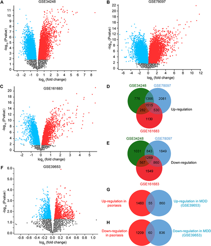 Figure 2 Volcano diagram and Venn diagram. (A–C) The volcano map of GSE34248 (A), GSE78097 (B) and GSE161683 (C). Up-regulated genes are marked in red; down-regulated genes are marked in blue. (D and E) Venn diagram of the 1515 common up-regulated DEGs (D) and the 1269 common down-regulated DEGs (E) in psoriasis (PS). (F) The volcano map of GSE39653. Up-regulated genes are marked in red; down-regulated genes are marked in blue. (G and H) Venn diagram of the 55 common up-regulated (G) and 60 common down-regulated (H) DEGs between PS and MDD.