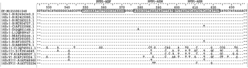 Fig. 2 Multiple sequence alignment of the 16S rDNA regions showing the specificity of the PPTP1-AS2F (forward primer), PPTP1-AS2R (reverse primer) and PPTP1-AS2M (TaqMan probe) in relation to other phytoplasma isolates belonging to different ribosomal groups.