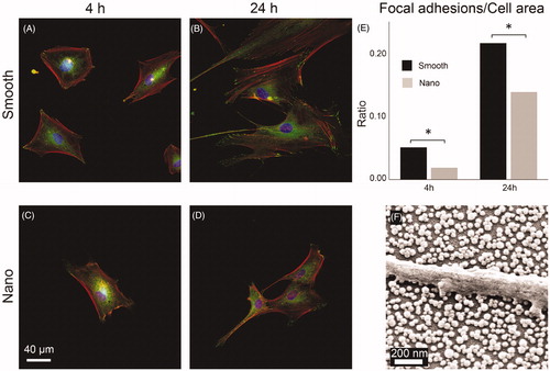 Figure 7. HDFa cells (A–D) stained for nucleus (blue), actin filaments (red), and focal adhesions (green) viewed at 400× magnification after culturing for 4 and 24 h on smooth and nanostructured surfaces. E: ratio between the number of pixels counted for focal adhesions and for the total cell area. (*p < 0.05). f: SEM image of HDFa cell filopodium resting on top of the SiO2 nanoparticles with no contact with the area in-between.