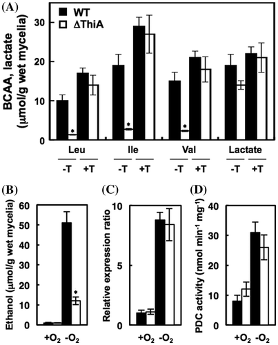 Fig. 6. Hypoxic thiamine production enhances cellular metabolism.