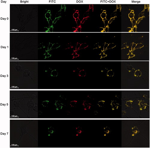 Figure 2. Stability of BPCDП on MSC surface (green fluorescence represented FITC-labeled avidin, red fluorescence represented DOX, and yellow fluorescence indicated the co-localization of FITC and DOX).