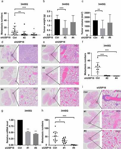 Figure 4. Down-regulation of USP18 expression statistically-significantly reduced lung cancer metastasis. (a-d) USP18 stable knock-down by the indicated shRNAs introduced into murine 344SQ lung cancer cells decreased their metastatic capacity. These findings display: (a) lung metastasis number, (b) primary tumor weight and (c) primary lung tumor volumes. These outcomes were measured 8 weeks after subcutaneous injection and presented as mean ± SEM (N = 15). (d) Representative photomicrographs of lung tissues bearing metastasis from a subcutaneous tumor were stained with hematoxylin (H) and eosin (E) as displayed. USP18 stable knock-down achieved by transfection of the indicated syngeneic murine lung cancer cell line that was transfected with USP18-inactivating versus control shRNAs decreased pulmonary metastasis in this tail-vein injection lung cancer metastasis model. (e) Representative images of lung tissues harboring metastasis from a respective tail vein injection that were stained with H and E are displayed. (f) Lung tumor nodule numbers were measured 9 days after tail-vein injection and are presented as mean ± SEM (N = 10). (g-i) USP18 knock-down by the indicated siRNAs transfected into the syngeneic 344SQ murine lung cancer cell decreased pulmonary metastasis. (g) Real-time qPCR assays were done to validate siRNA knock-down of USP18 expression. (h) Lung nodule numbers were measured 9 days after injection and presented as mean ± SEM (N = 10). (i) Representative photomicrographs of the indicated lung tissues were scored for metastasis by H and E staining. The symbols refer to * P < .05, ** P < .01 and *** P < .001, respectively.