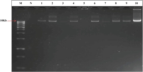 Figure 2. Plasmid profile of selected metal-resistant bacteria on 0.8% agarose gel. Lanes represent the following: M: DNA marker (Thermo Scientific), N: Negative control, 1: B. cereus PW5b, 2: P. mirabilis PWN3A, 3: B. aerophilus PWN1A, 4: B. thuringiensis PWN2B, 5: B. stratosphericus PW1e, 6: B. cereus PWA3, 7: B. stratosphericus PW2bb, 8: B. subtilis PWN1C, 9: B. thuringiensis PWN1B, 10: P. aeruginosa PWAP1.