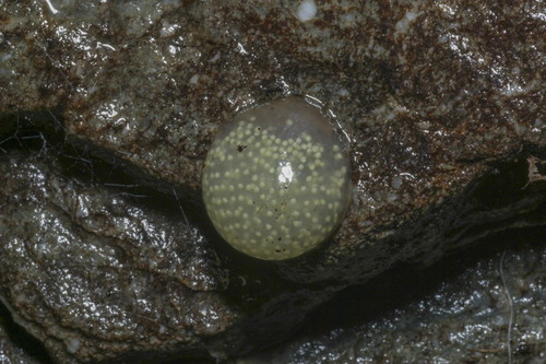 Figure 19. Egg mass of Zelandopsyche ingens (Trichoptera: Oeconesidae). Photo courtesy of Angus McIntosh.