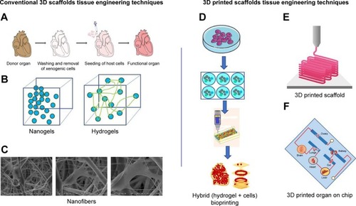 Figure 3 Comparison of conventional and modern 3D printed scaffold-based tissue engineering techniques: (A) decellularization, (B) hydrogels, (C) nanofibers, (D) spheroids and hydrogel hybrid bioprinting, (E) 3D scaffold printing, and (F) 3D printed microfluidics chip.Abbreviation: 3D, three-dimensional.