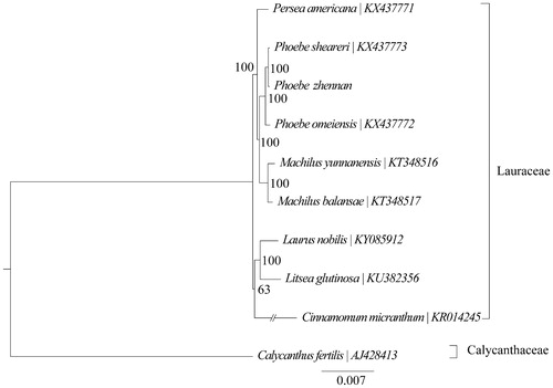 Figure 1. Phylogenetic analysis of nine species of Lauraceae and Calycanthus fertilis (Calycanthaceae) as outgroup based on plastid genome sequences by RAxML, bootstrap support value near the branch.