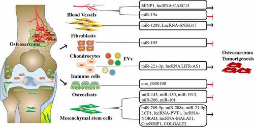 Figure 3. The regulatory network of microenvironment-derived extracellular vesicles (EVs) in osteosarcoma. EVs secreted in the plasma, immune cells, osteoclasts, chondrocytes, cancer-associated fibroblasts, and mesenchymal stem cells from different sources promoted or inhibited osteosarcoma tumorigenesis through different cargoes.