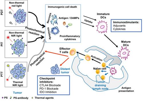 Figure 3 An overview of cancer treatment using the combination of phototherapy and Schematic depiction of the combined therapy of immunotherapy and phototherapy.Note: Reproduced from Wang M, Rao J, Wang M, et al. Cancer photo-immunotherapy: from bench to bedside. Theranostics. 2021;11(5):2218–2231. doi:10.7150/thno.53056.Citation51