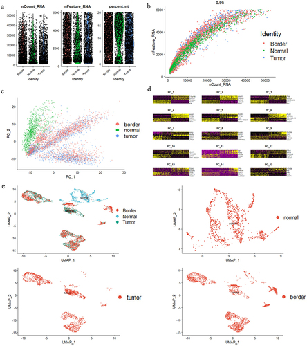 Figure 1. Identification information of epithelial cells based on scRNA‐seq data. A. nCount, nFeature and percent.Mt in colorectal epithelial cells (n = 6168). B. The relationship between nCount and nFeature in colorectal epithelial cells. C-D. PCA discriminated normal (n = 1144), tumor (n = 2212) and border (n = 2812) colorectal epithelial cells. E. UMAP representation of the colorectal epithelial cell landscape. Upper left: total epithelial cells. Upper right: matched normal mucosal epithelial cells. Lower left: tumor epithelial cells. Lower right: border epithelial cells.