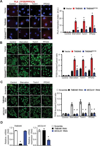 Figure 5. TMBIM6 enhances TFEB nuclear localization independent of MTORC1 activity. (A) Proximity ligation assay (PLA) between TFEB and PPP3CA (red dots) in TMBIM6- or TMBIM6D213A expressing HT1080 cells and vector cells under starvation or torin or PP242-treatment. Scale bar: 15 µm. The data are represented as mean ± SEM from n = 3 independent experiments (right). (B) Fluorescence images of endogenous TFEB after 3 h of starvation or torin or PP242-treatment TFEB nuclear translocation. Scale bar: 15 µm. The data are represented as the mean ± SEM from n = 3 independent experiments. (C) Fluorescence images of endogenous TFEB in siRNA of TMBIM6 and MCOLN1-pretreated cells under starvation or torin or PP242-treatment after 3 h. Scale bar: 15 µm. (D) qPCR analysis of TMBIM6 and MCOLN1 was performed to confirm the efficacy of siRNA-mediated silencing. Asterisks indicate signiﬁcant differences from vector or scramble siRNA treatments. The hash indicates significant differences between TMBIM6 and TMBIM6D213A