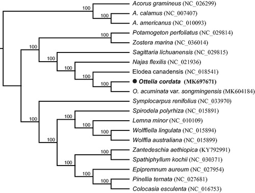 Figure 1. ML phylogenetic tree of O. cordata with 19 species was constructed by chloroplast sequence. Numbers in the nodes are bootstrap values from 1000 replicates.