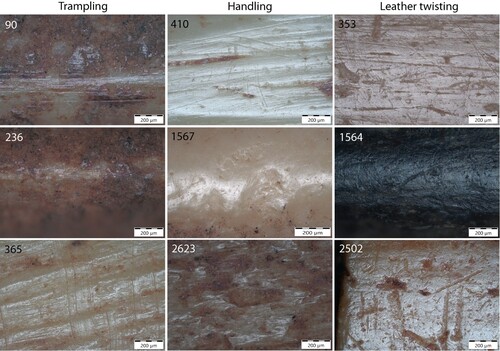 Figure 7. Examples of microwear indicators associated with trampling, handling and leather-working.